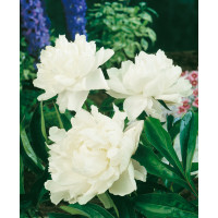 Paeonia lact. ´Shirley Temple´ /  Pivoňka bylinná, C1,5