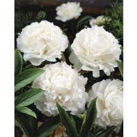 Paeonia lact. ´Shirley Temple´ /  Pivoňka bylinná, C1,5