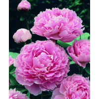 Paeonia lact. ´Sarah Bernhardt´ /  Pivoňka bylinná, C1,5