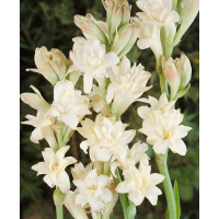 Polianthes ´Tuberosa The Pearl´ / Bělokvět, 12/+