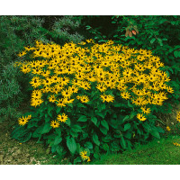 Rudbeckia fulgida ´Goldsturm´ / Třapatka zářivá, K9
