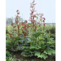 Rheum palmatum ´Atrosanguineum´ / Reveň dlanitá, C2