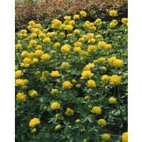 Trollius chinensis ´Goldkönigin´ / Upolín, K9