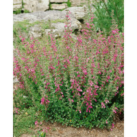 Teucrium chamaedrys / Ožanka kalamandra , K9