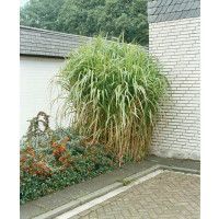 Miscanthus giganteus / Ozdobnice velká, K11