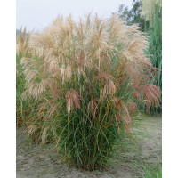 Miscanthus sinensis ´Silberfeder´ / Ozdobnice čínská, K9