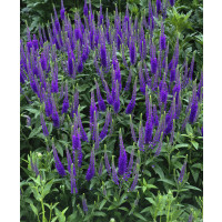 Veronica longifolia ´Blauriesin´ / Rozrazil dlouholistý , K9