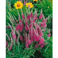 Veronica spicata ´Rotfuchs´ / Rozrazil klasnatý, K14