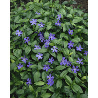 Vinca minor / Barvínek menší / Brčál, K9