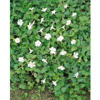 Vinca minor Alba / Barvínek menší / Brčál, K9