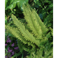 Polystichum setiferum ´Plumosum´ / Kapradina bodlinkatá, K9