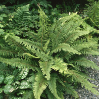 Polystichum setiferum 'Herrenhausen' / Papraďovec štětinatý, K9
