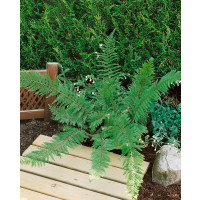 Polystichum setiferum / Kapradina bodlinkatá, K9