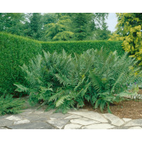 Dryopteris filix-mas / Kapraď samec, K9