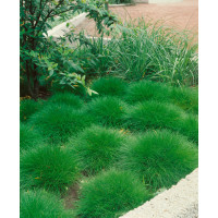 Festuca scoparia ´Pic Carlit´ / Kostřava medvědí, bal. 3 ks, 3xK9