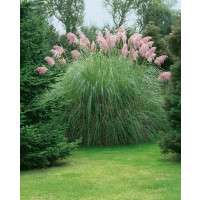 Cortaderia sell. 'Pink Feather' / Kortadérie / Pampas dvoudomý růžový , K9