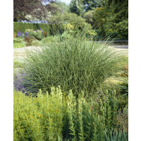 Miscanthus sinensis ´Gracillimus´ / Ozdobnice čínská, K9/K11
