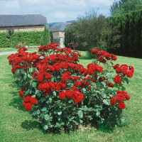 Rosa ´Limar´ / Růže mnohokvětá tmavě červená, keř, BK