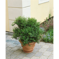 Myrtus communis / Myrta obecná, bal. 10 sem.