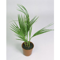 Washingtonia filifera / Washingtonie vláknitá, bal. 5 sem.