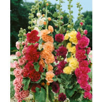 Alcea rosea / Proskurník plnokvětý ´SMĚS´, bal. 0,7 g