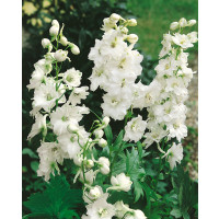 Delphinium Pacific ´Galahad´ / Ostrožka, K9