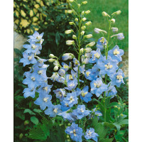 Delphinium Pacific ´Summer Skies´ / Stračka / Ostrožka, K9