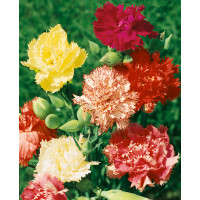 Dianthus caryophyllus ´Vienna Mix´ / Hvozdík zahradní, směs barev, K9 