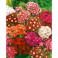 Dianth. barb. nanus ´Indianer Teppich´ / Hvozdík bradatý, směs barev, K9 