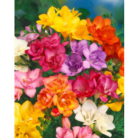 Freesia ´Double´ / Plnokvěté frézie směs / Frézia, bal. 15 ks, 5/+