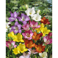 Freesia ´Single´ / Jednoduché frézie směs / Frézia, bal. 10 ks, 5/+, SUPERCENA