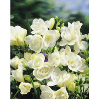 Freesia ´Double White´ / Plnokvěté frézie bílé / Frézia, bal. 15 ks, 5/+