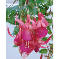 Fuchsia ´Red Spider´ / Fuchsie převislá, K7