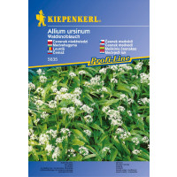 Allium ursinum / Medvědí česnek, Lesní česnek, bal. stačí pro 35 rostlin