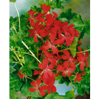 Pelargonium pelt. ´Balcon Imperial´ / Muškát převislý, K7