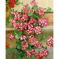 Pelargonium pelt. ´Mexicanerin´ / Muškát převislý, bal. 3 ks, 3xK7