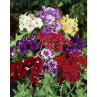 Phlox drummondii / Plaménka - flox ´CUSPIDATA SMĚS´, bal. 0,3 g