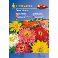Zinnia Sonnenstrahl-Mix / Ostálka, bal. stačí pro 40 rostlin