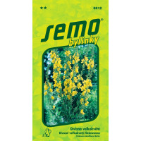 Verbascum densiflorum / Divizna velkokvětá ´ZLATA´, bal. 0,1 g