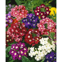 Verbena hybrida / Sporýš ´SMĚS´, bal. 0,5 g