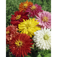 Zinnia elegans / Ostálka lepá ´KAKTUSOKVĚTÁ´, bal. 0,7 g