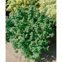 Mentha crispa / Máta kadeřavá, K9