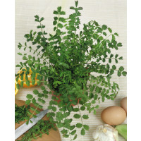 Pimpinella anisum / Anýz, bal. 2,5 g