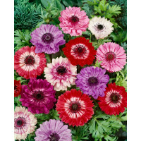 Anemone ´St. Brigit´ / Směs plnokvětých sasanek, bal. 15 ks, 5/6