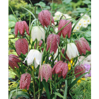 Fritillaria meleagris / Řebčík kostkovaný, bal. 15 ks, 6/+