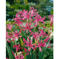 Nerine bowdenii ´Pink´ / Nerina růžová, bal. 3 ks, 12/14
