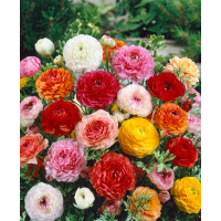 Ranunculus mix / Směs plnokvětých pryskyřníků, bal. 10 ks, 6/7