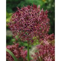 Allium christophii / Česnek okrasný, bal. 3 ks, 12/14