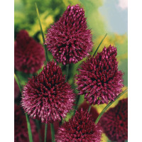 Allium ´Sphaerocephalon´ / Česnek okrasný, bal. 25 ks, 5/6