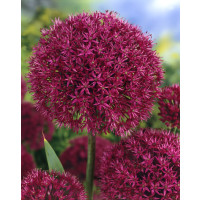 Allium ´Purple Sensation´ / Česnek okrasný, bal. 5 ks, 12/+